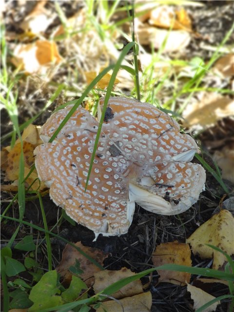 Алисия Gotz...или "Осенняя пора" (фото 9)