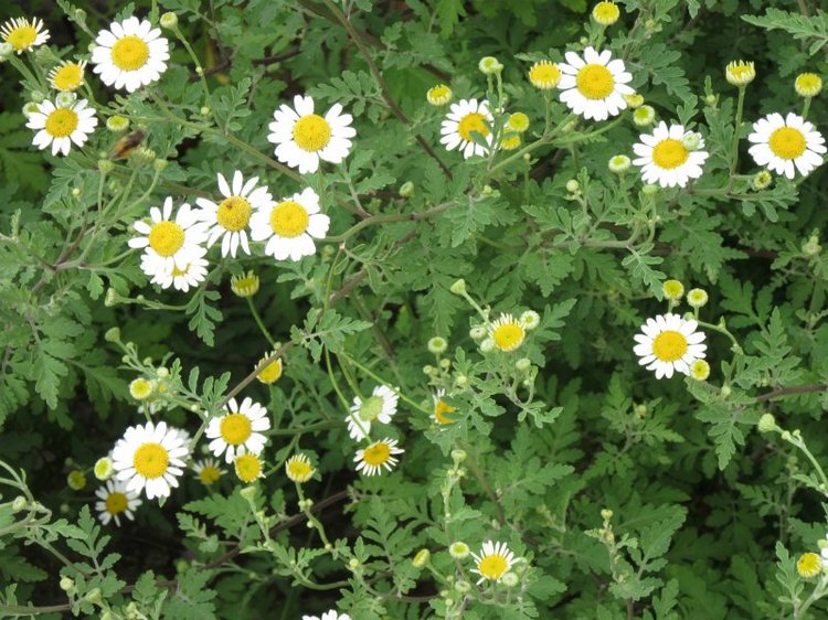 Комбинезон из куска льняной ткани для Хелены