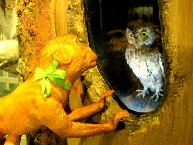 День в музее. Анжела в Государственном Дарвиновском музее