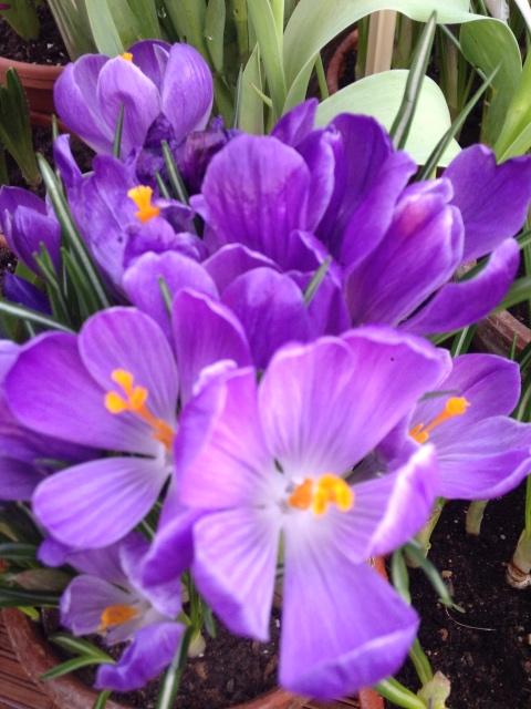 Прогулка Эмили в аптекарском огороде. H. Maciak | Бэйбики Прогулка Эмили в аптекарском огороде. H. Maciak