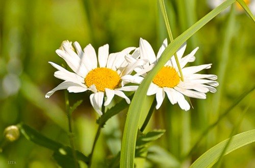 Ключи от лета или Полевица. Коллекционная кукла Элизы Глазгольд