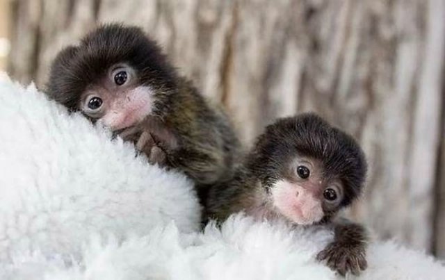 Это ты? А может я? Или копия моя? Двойняшки от Pamela Erff (фото 3)