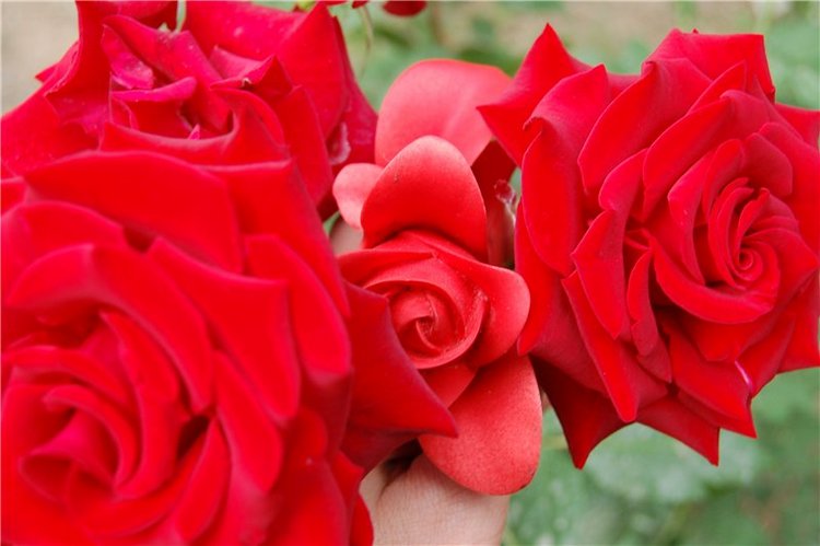 Прогулка по саду Doll zone