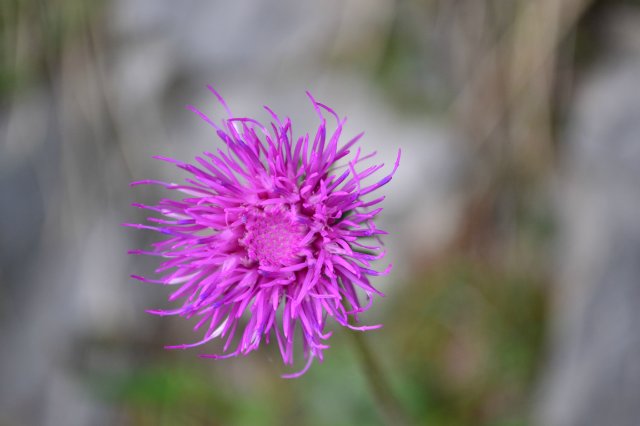 Опять хочу - нет не в Париж, а в Баварию