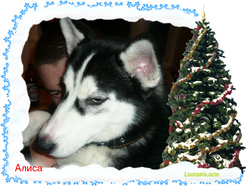 С наступающим Новым годом! Моя коллекция кукол 2012