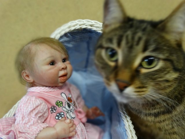 Моего кота не волнуют конкурсы, он просто любит фотографироваться