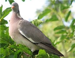 Зимняя сказка IV о Герде и Маленькой разбойнице от Joke Grobben