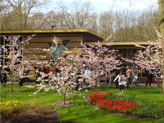 Парк цветов в Кеукенхоф (Keukenhof) в Нидерландах (Голландия) (фото 9)