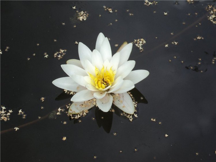 Ждем лета и верим в чудо! Куклы Готц и наряды