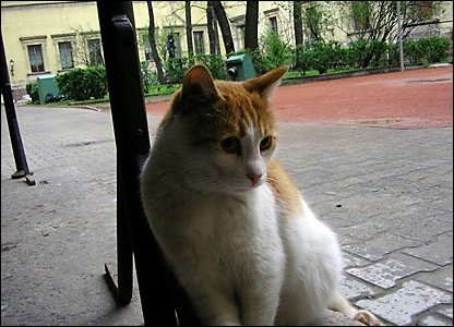 «Мяу» особого назначения или Весенняя кошкотерапия