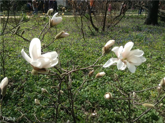 Маленькие садовники или весна в Аптекарском огороде