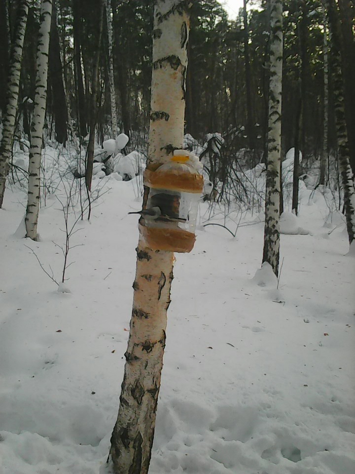 Интересное наблюдение за птицами у кормушки