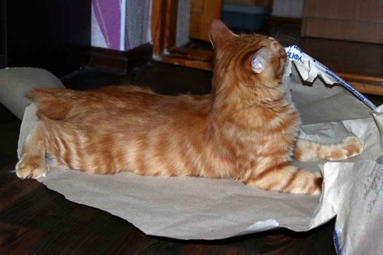 По следам 14 февраля, Моя прекрасная девочка Марго, Sweet Violets Lee Middleton (фото 7)