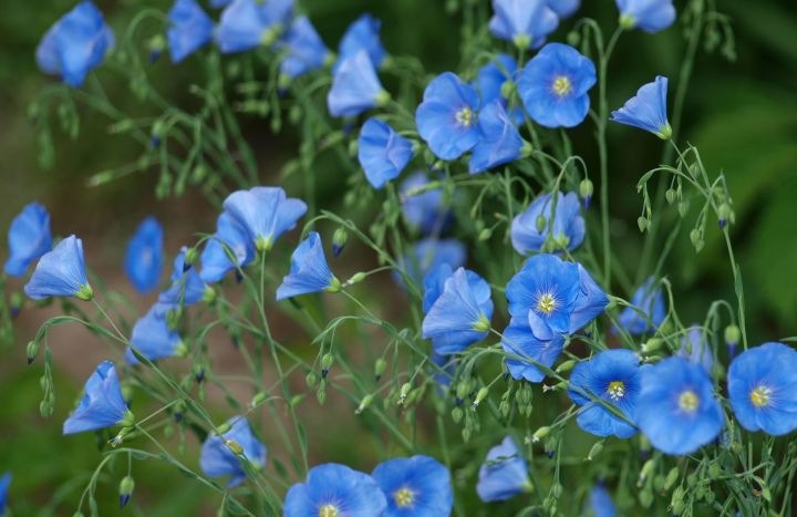 Сине-голубое настроение. Флора Helen Kish среди цветов в парке