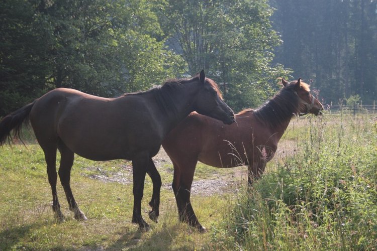 Как мы горы покоряли — Куклы Rosemarie Anna Muller (Мюллер): Вихтели (Wichtel)