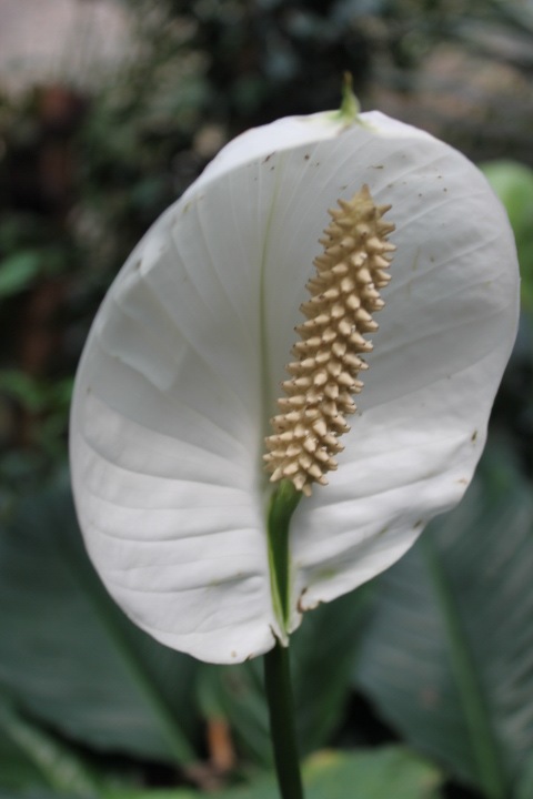 По Германии: зоопарк Лейпцига, часть 1