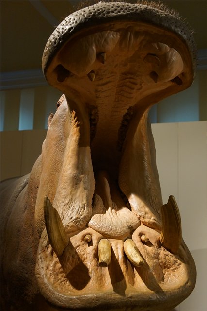 Взятие Берлина. Часть 3. Аква-дом, Улыбка бегемота и Прототип куколок Шильдкрот