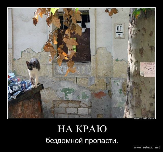 Мне вслед глядит душа кошачья... 4 октября - день памяти святого Франциска и Международный день животных (фото 4)