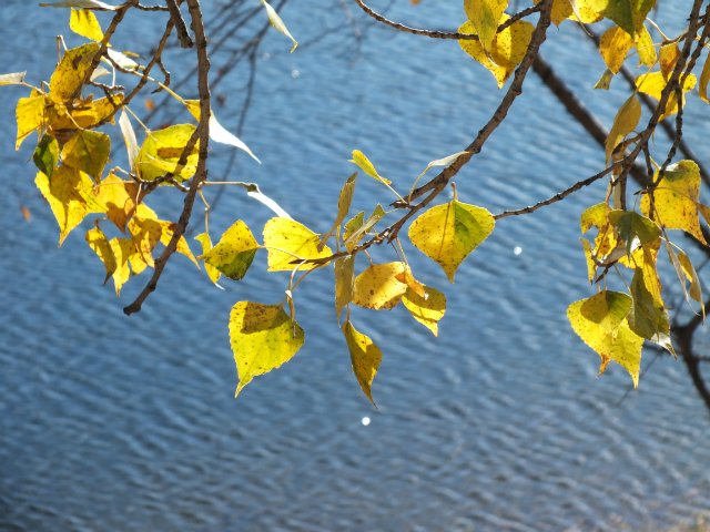 Осень золотая пора. Натали, LUTS (мейк от WOLKOLAK) (фото 4)
