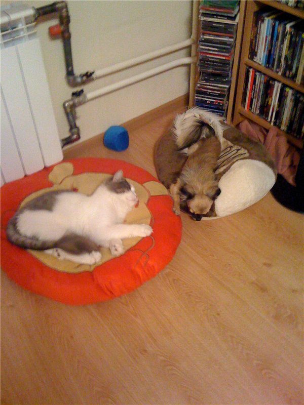 Учимся крепко спать — Болталка и разговоры обо всем: жизнь (фото 6)