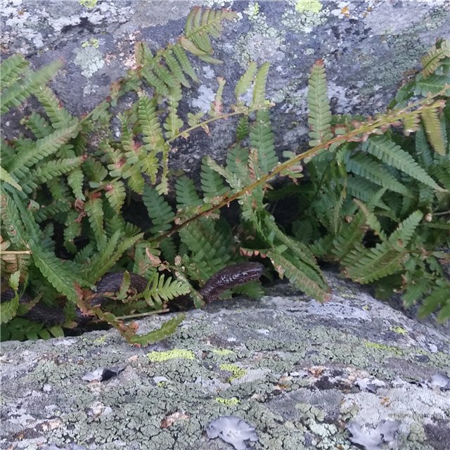 Сибинские озера. Фросенька-эльф высокогорный. ReaiPuki Pupu