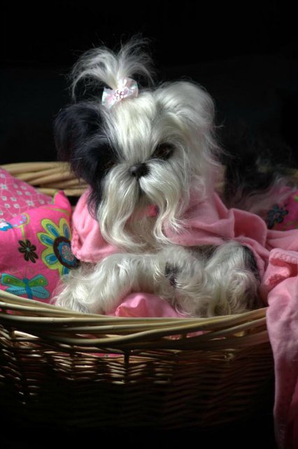 Маленький Ши-цу из молда "Принцесса"(мопс).Работа американского мастера