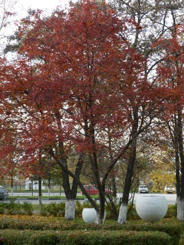 Золотая осень. Старый Оскол, Белгородская область