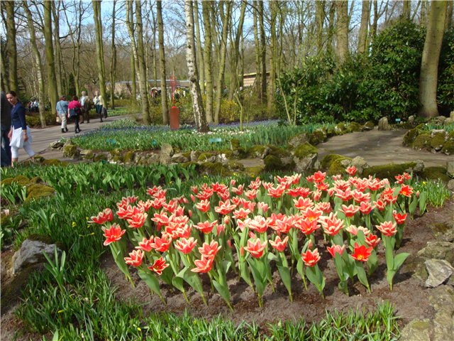 Парк цветов в Кеукенхоф (Keukenhof) в Нидерландах (Голландия) (фото 3)