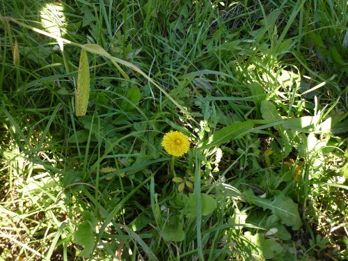 Золотая осень. Старый Оскол, Белгородская область