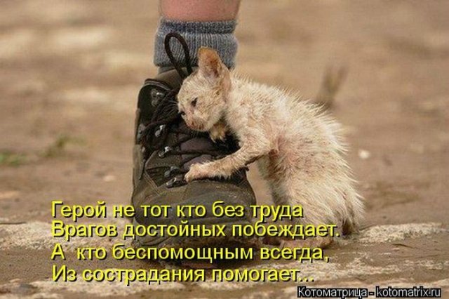 Мне вслед глядит душа кошачья... 4 октября - день памяти святого Франциска и Международный день животных