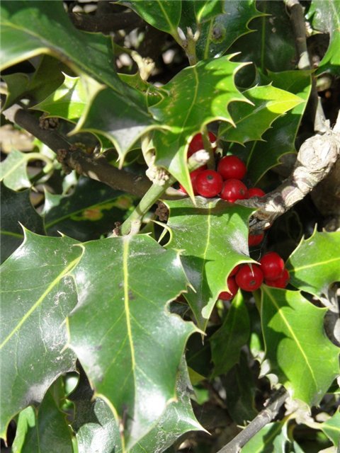 Прогулка по Кентербери — Туризм и путешествия: фотоотчеты из поездок (фото 10)