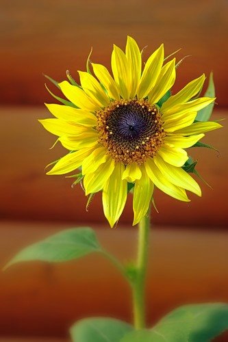 Ключи от лета или Полевица. Коллекционная кукла Элизы Глазгольд (фото 9)