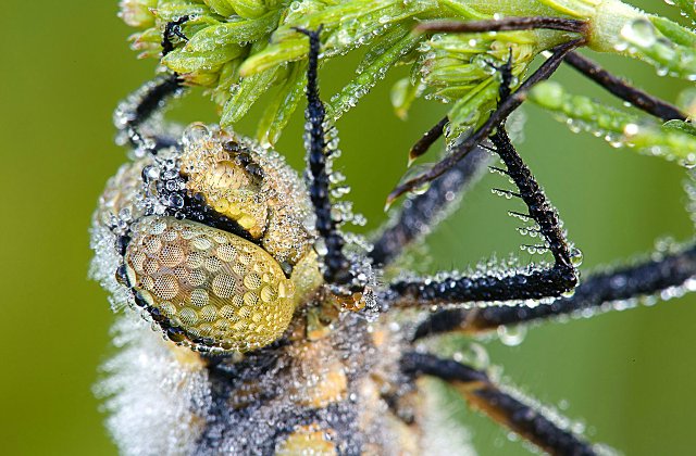 Капелька :) — Интересное и необычное: фотоподборки