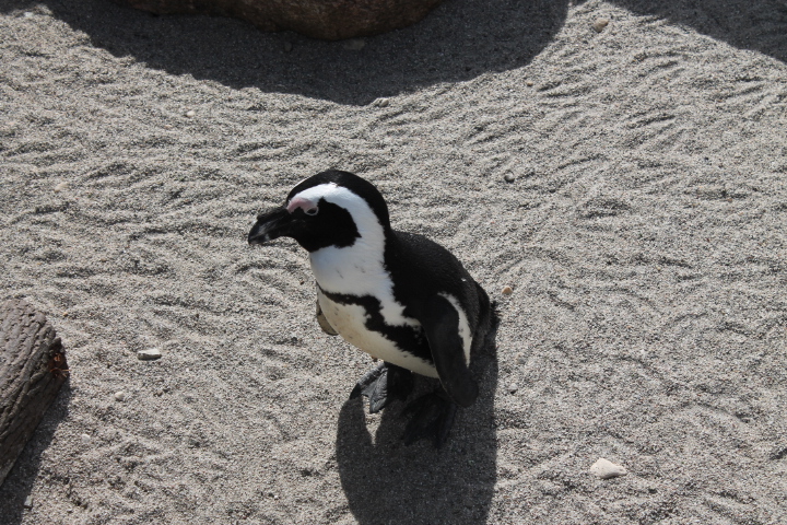 По Германии: зоопарк Лейпцига, часть 1 (фото 9)