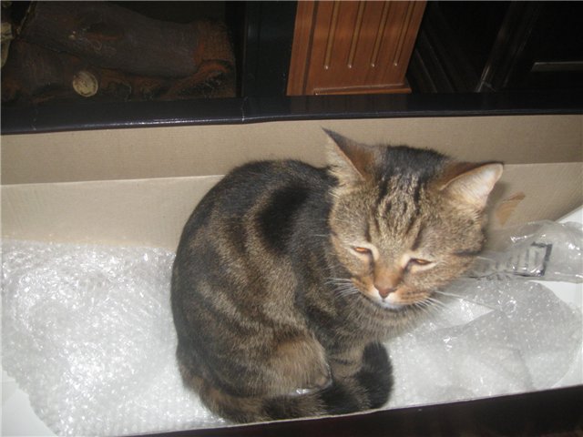 Как я едва не стала козленком или моя Руби от Томаса Бейкера (Thomas Baecker)