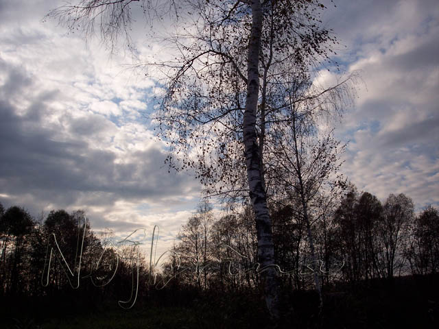 Осенняя поездка. Куклы Gotz и Berenguer