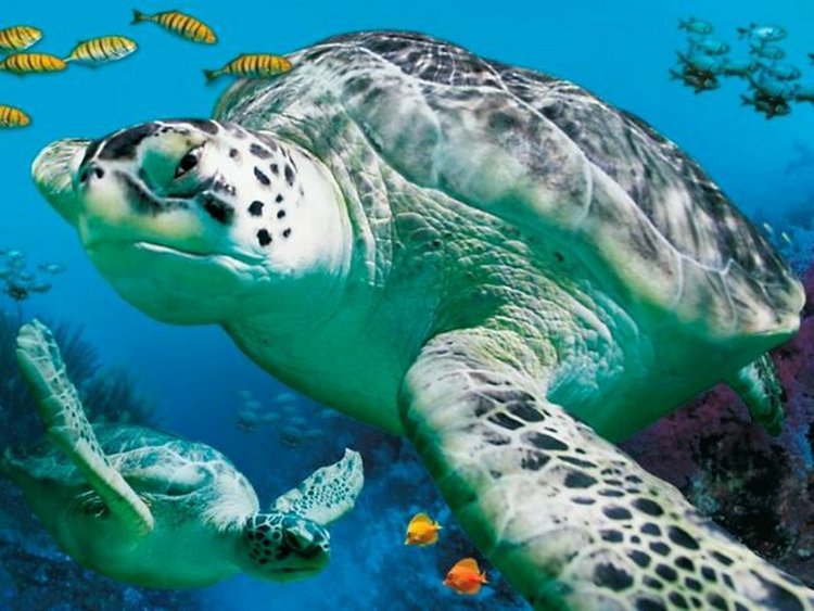 Путешествие по Схевенингену (Scheveningen, Holland)