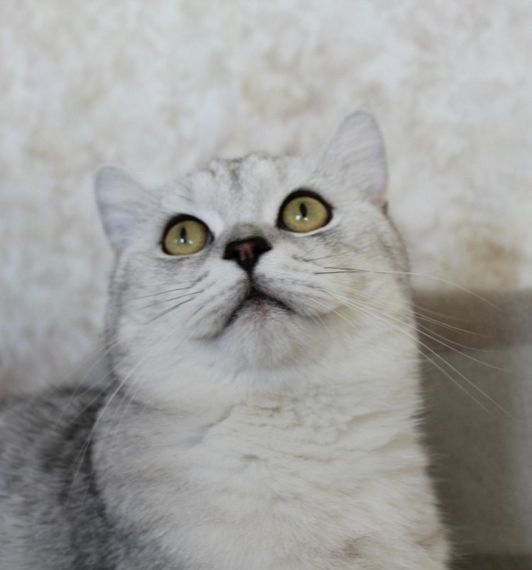 Алиса из страны Иплхауз. Lisa, Iplehouse (фото 8)