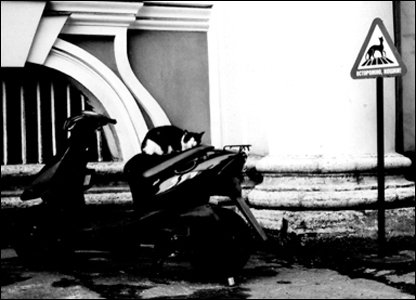 «Мяу» особого назначения или Весенняя кошкотерапия