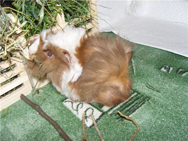 Мои любимые свинтусы Арлекин, Домино, Кёрли и Кума (фото 9)