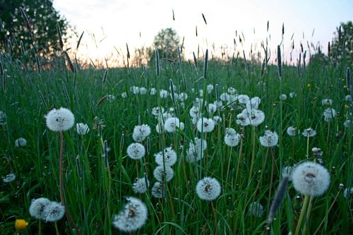 Ключи от лета или Полевица. Коллекционная кукла Элизы Глазгольд