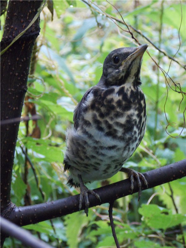 Геля в Мурадымовском ущелье