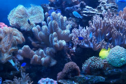 Воронежский океанариум — Туризм и путешествия: фотоотчеты из поездок