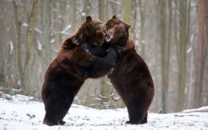 Наши любимые животные — Болталка и разговоры обо всем: жизнь