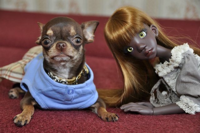 Мое шоколадное счастье! Тоби дарк тан и Инфинити