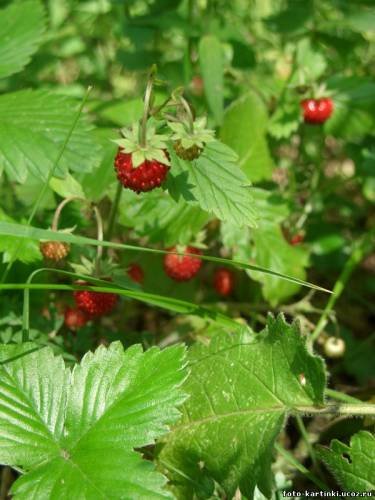 Ключи от лета или Полевица. Коллекционная кукла Элизы Глазгольд (фото 6)