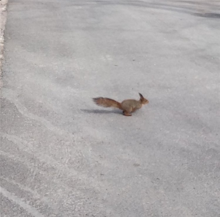 Дрюшка-путешественник! Весенние каникулы Финляндия, май