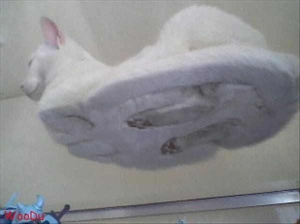 Кошачий позитив — Интересное и необычное: фотоподборки