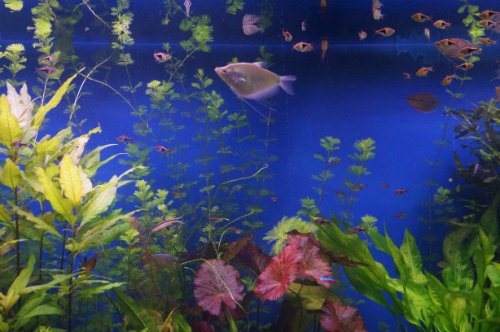 Воронежский океанариум — Туризм и путешествия: фотоотчеты из поездок