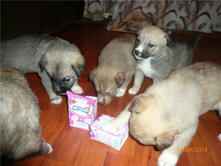 Куклы и собаки. Радость в нашем доме